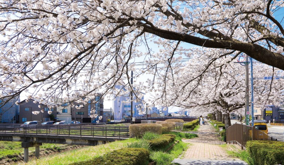 荒川沿いの桜並木