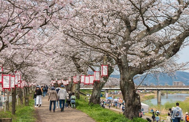 足羽川桜並木