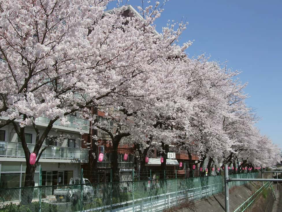 すがも桜並木通り