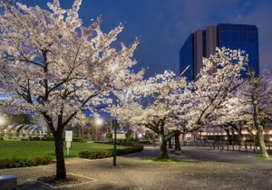 すずかけ公園
