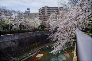 石神井川の桜並木