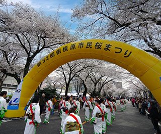 市役所さくら通り