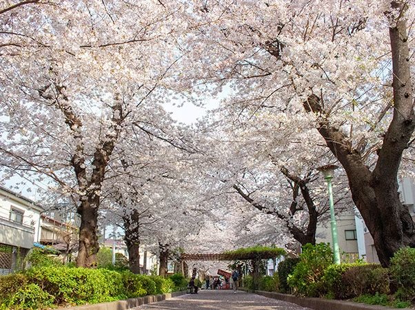 南町桜並木遊歩道