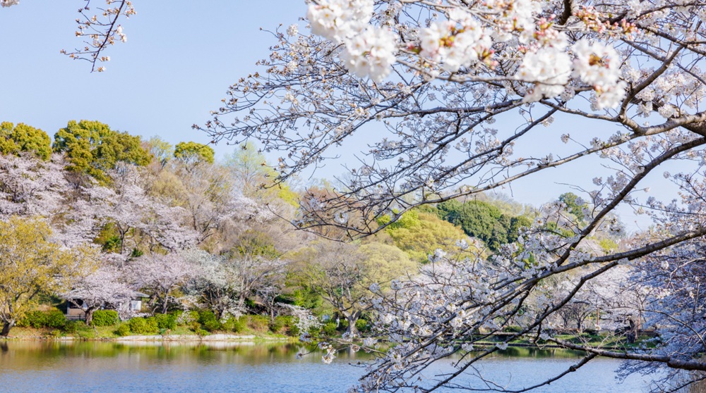 三ツ池公園