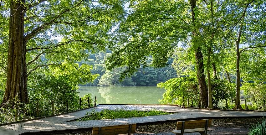 石神井公園