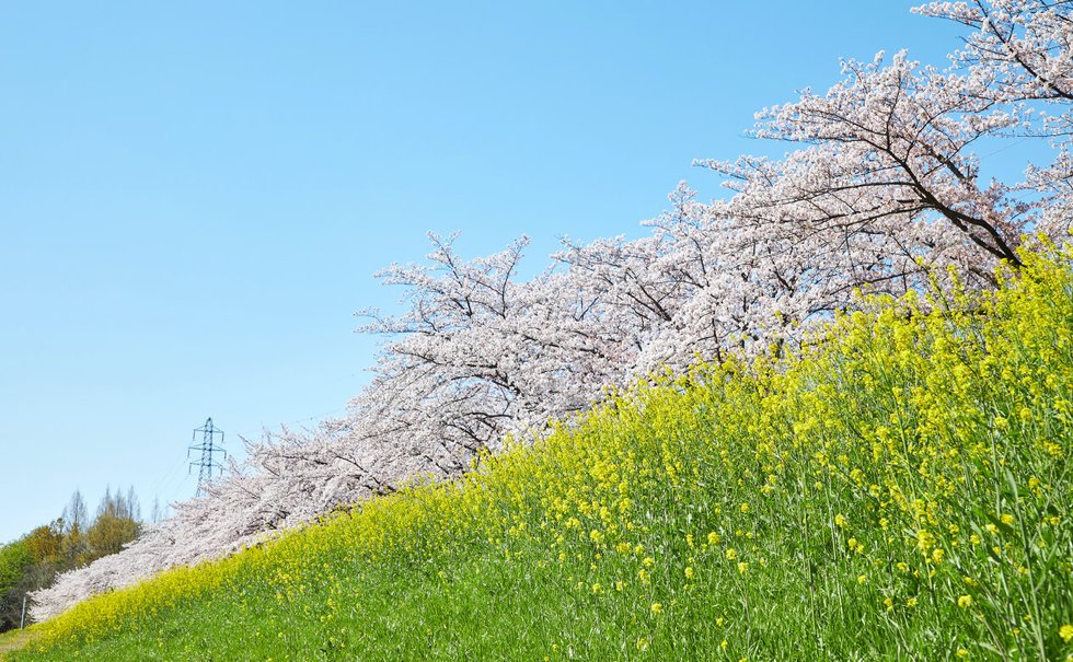 三橋総合公園