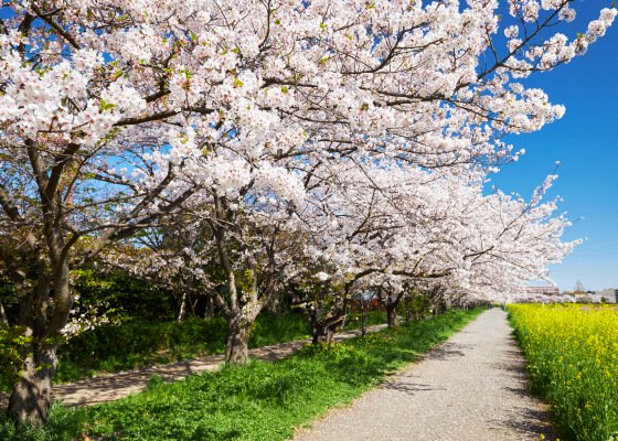 三橋総合公園