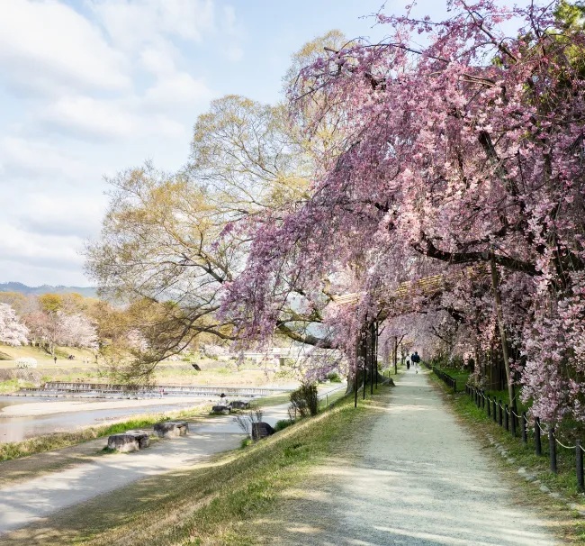 賀茂川