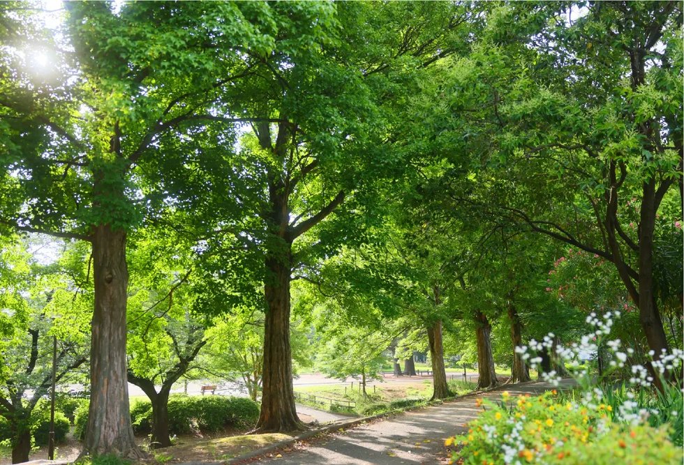 美しが丘公園