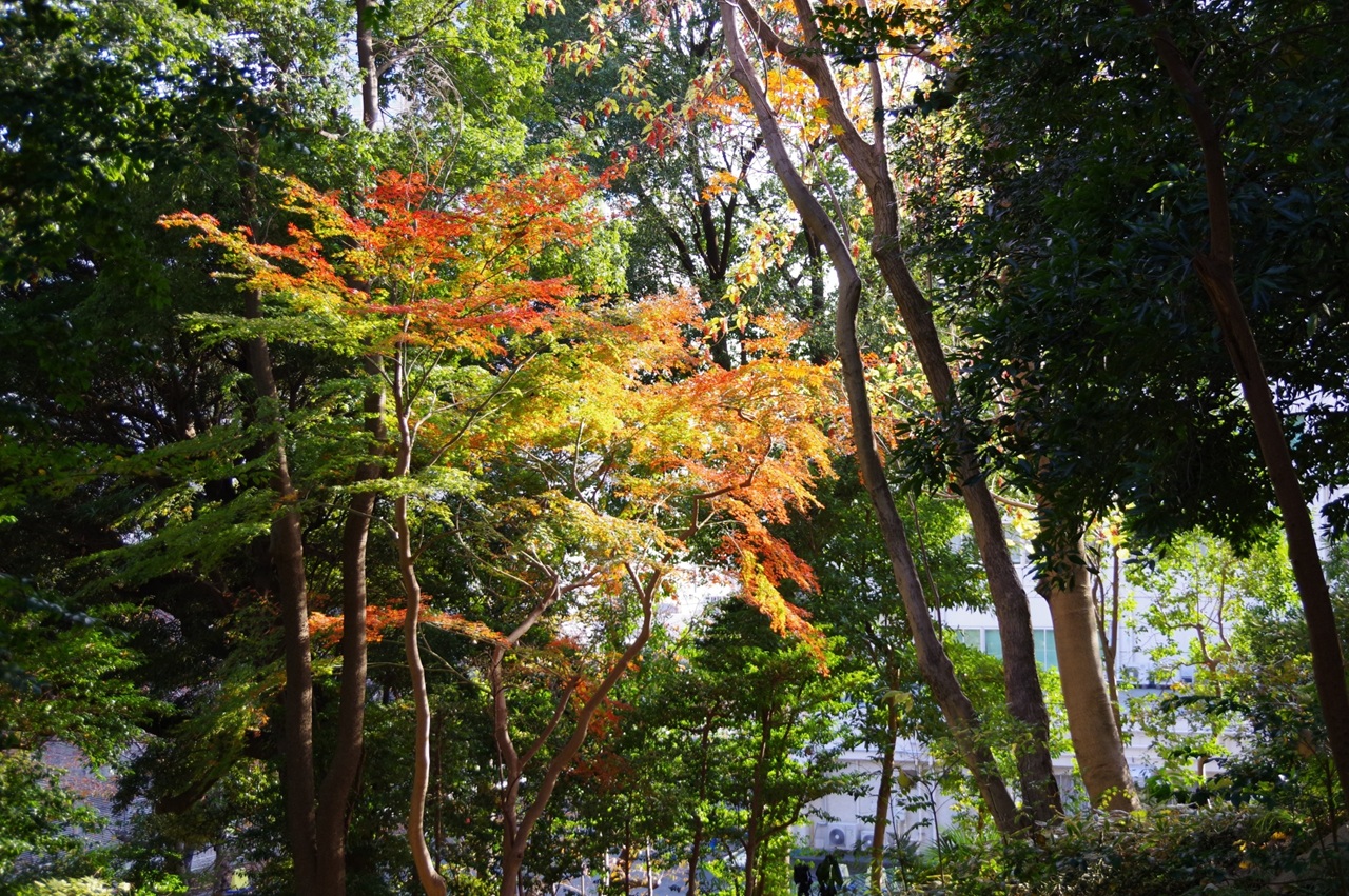 高輪森の公園