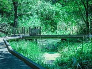 宮前美しの森公園