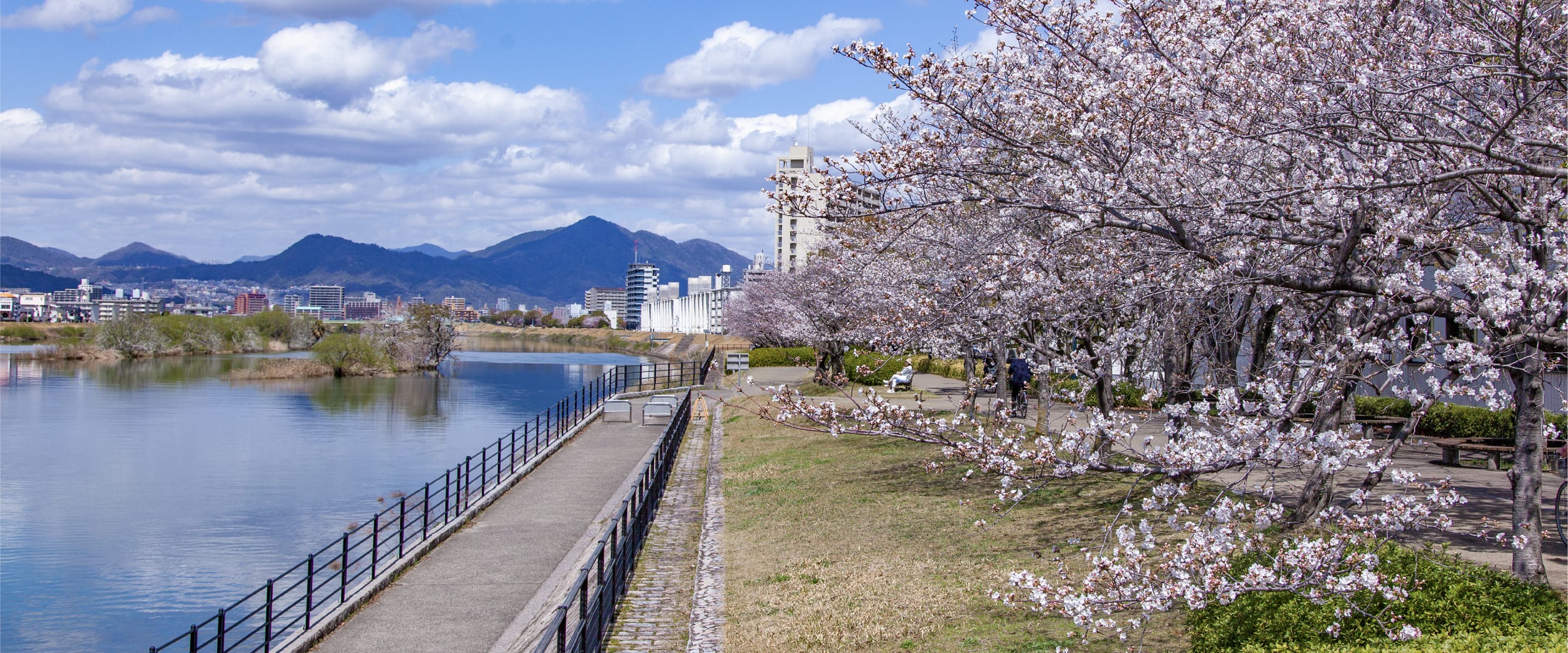 友愛の桜みち（上野学園ホール裏）