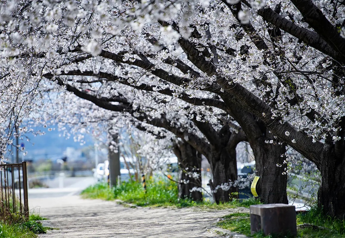 天野川