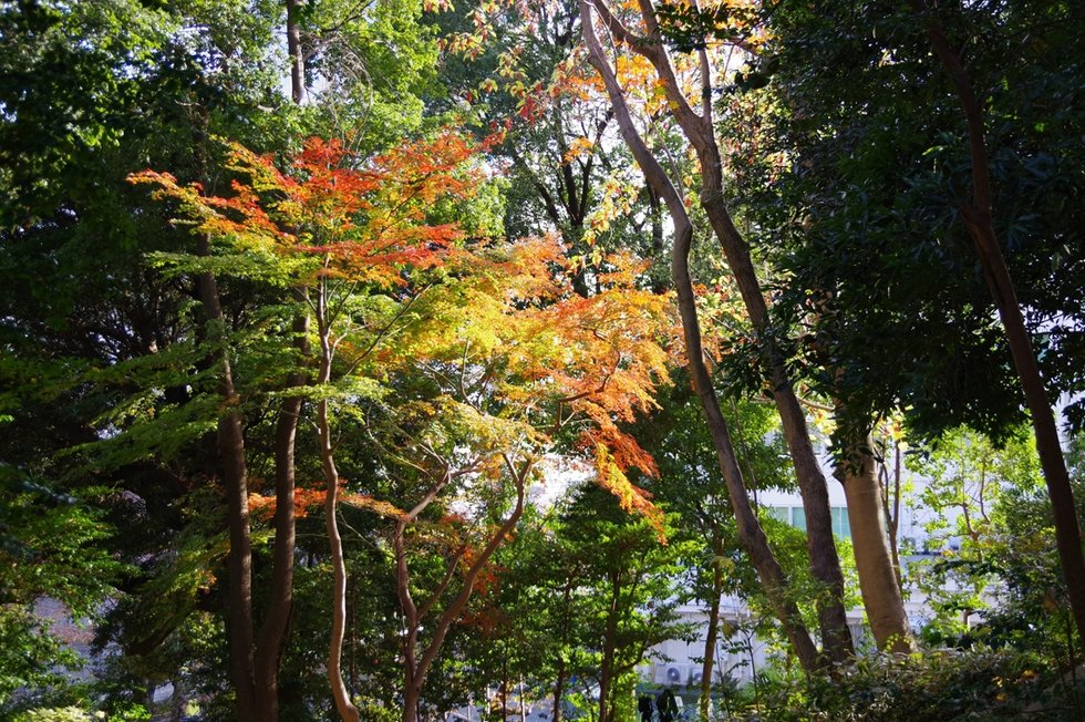 高輪森の公園