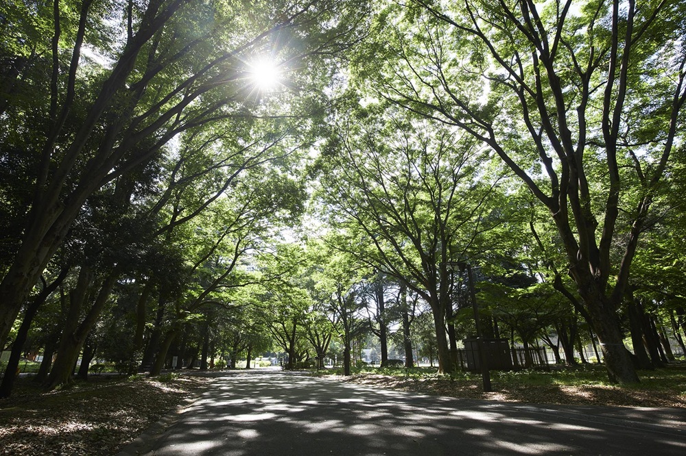 砧公園