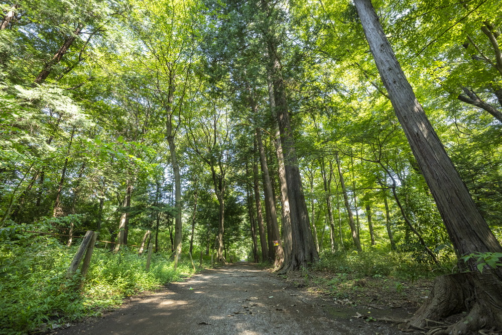 新堀一丁目憩いの森
