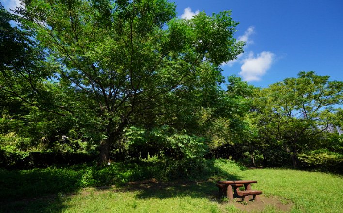 中央林間自然の森