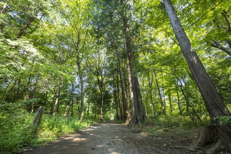 新堀一丁目憩いの森