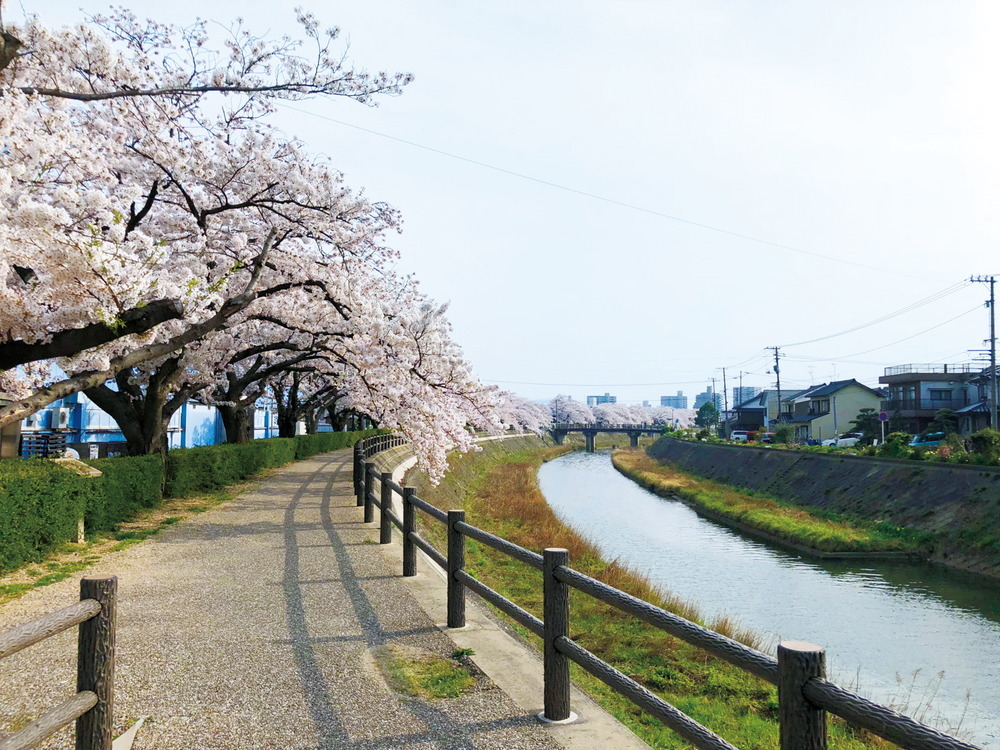 桜土手通り