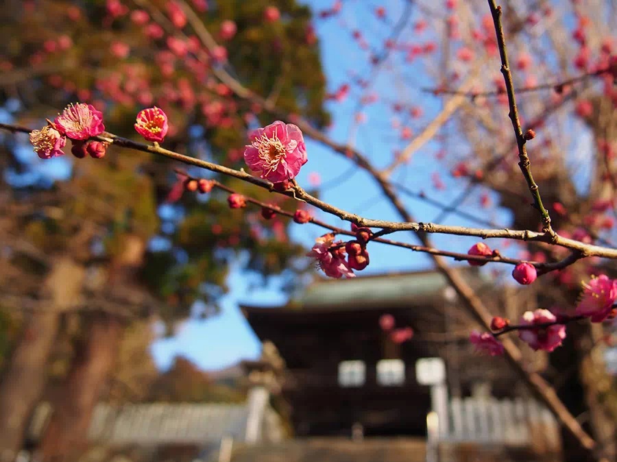筑波山神社