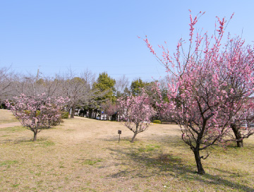 梅ケ枝公園
