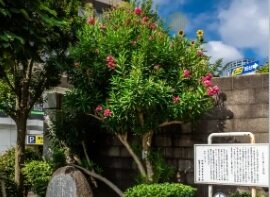 太宰治が植えたとされる夾竹桃と文学碑