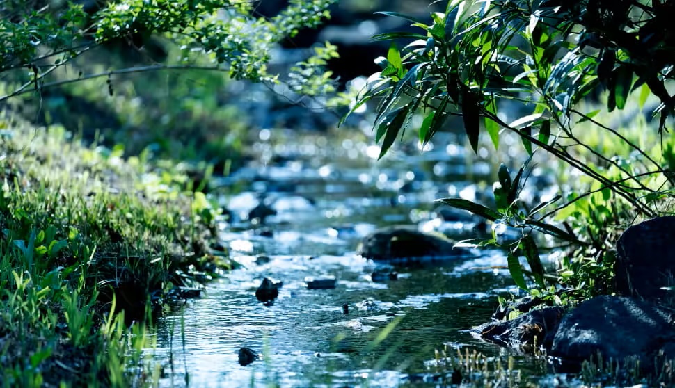 北沢川緑道