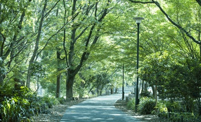 砧公園