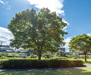 七北田友愛緑地