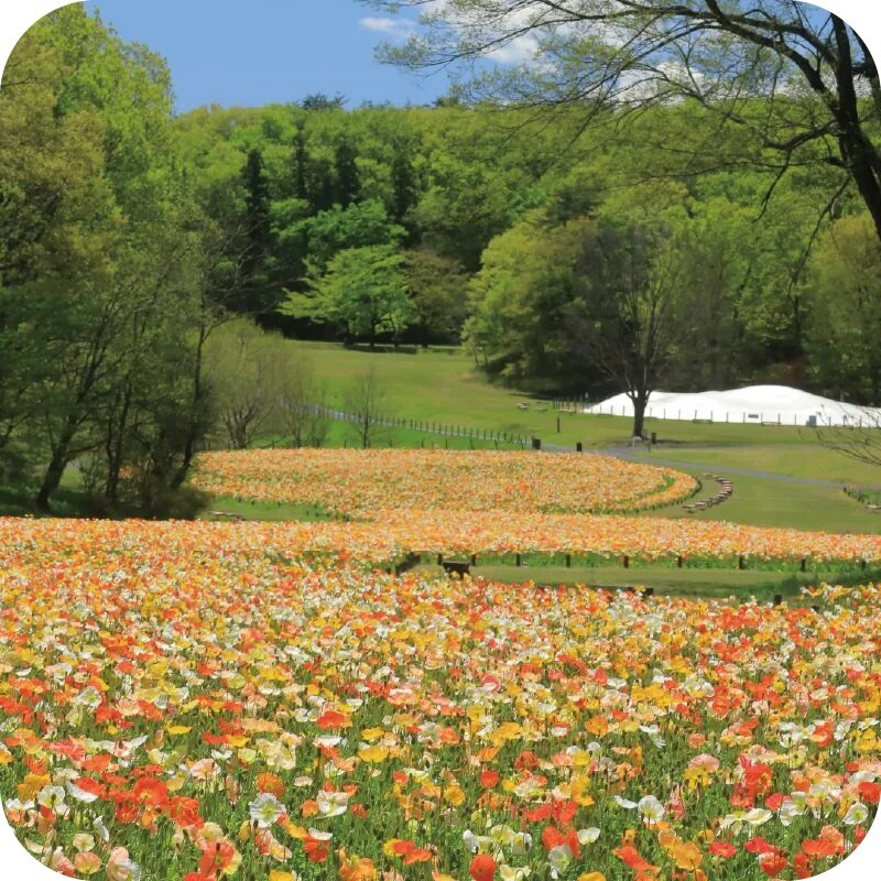 国営武蔵丘陵森林公園