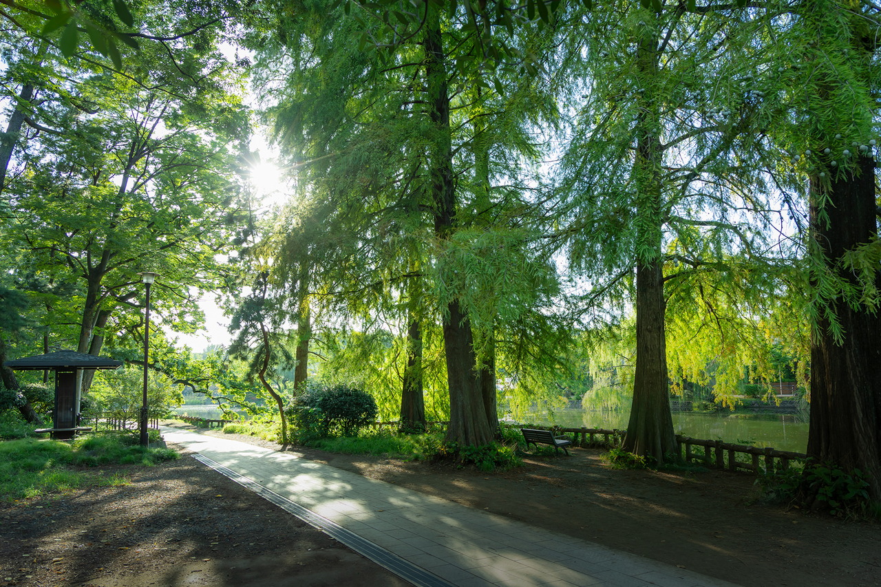 石神井公園