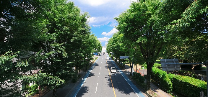 埼大通りのけやき並木