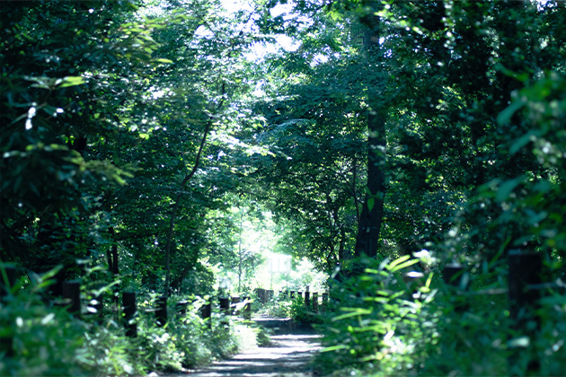 西恋ヶ窪緑地（エックス山）