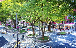 馬場大門のケヤキ並木