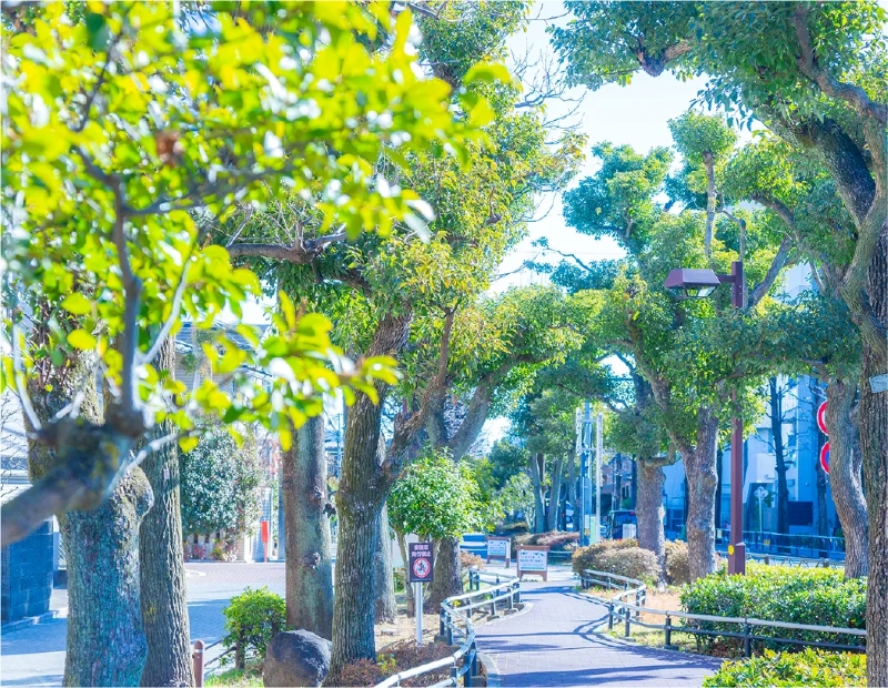 北沢川緑道ユリの木公園