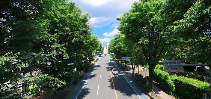 埼大通りのけやき並木