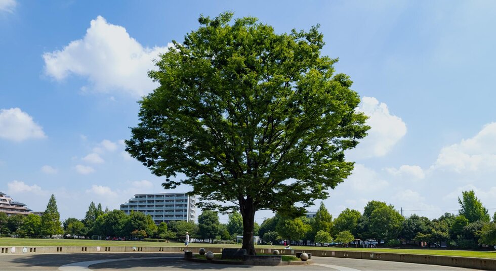 桃井原っぱ公園
