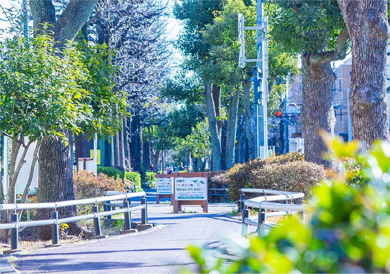 世田谷区立北沢川緑道ユリの木公園