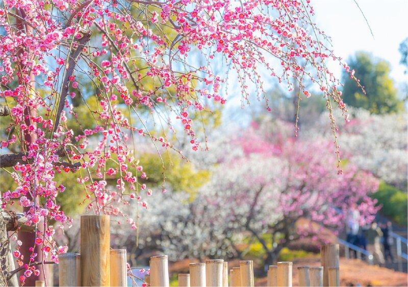 世田谷区立羽根木公園