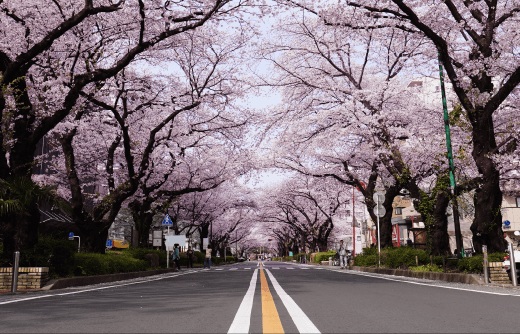 市役所さくら通り