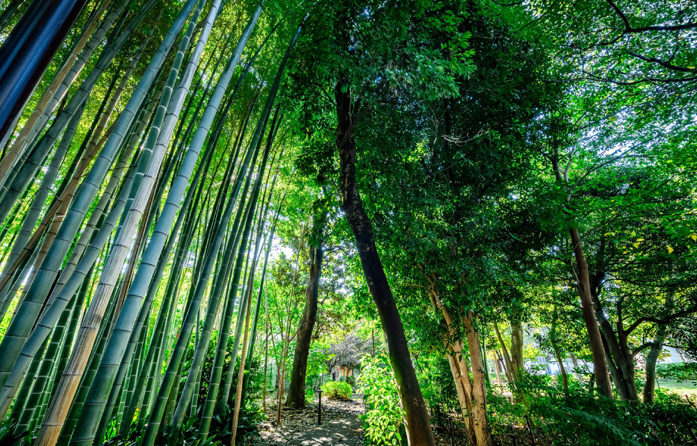 吉祥寺の杜 宮本小路公園