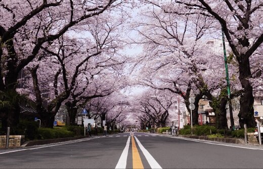 市役所さくら通り