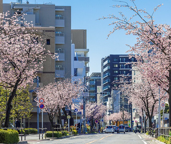 オオカンザクラの並木道