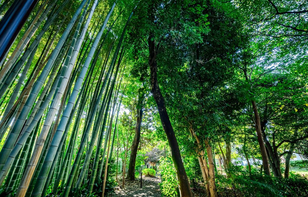吉祥寺の杜 宮本小路公園