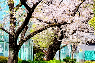 谷中公園
