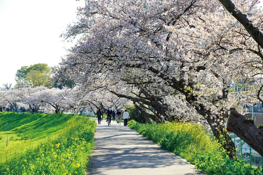 柳瀬川桜堤
