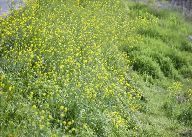 江戸川 菜の花ロード