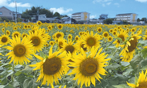 榎前町のひまわり
提供写真（安城市役所）