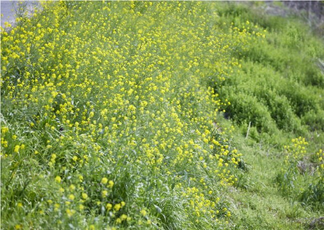 江戸川 菜の花ロード