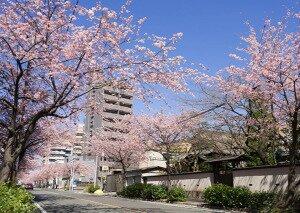 オオカンザクラの並木道